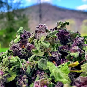 May include: Close-up of dried purple and green leaves, likely a type of herb or tea. The leaves are arranged in a pile, with some of the leaves showing their underside.
