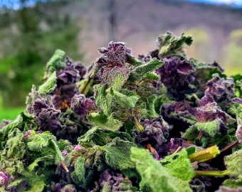 Wild-Harvested Purple Dead Nettle (Latium purpureum), dried 14 grams