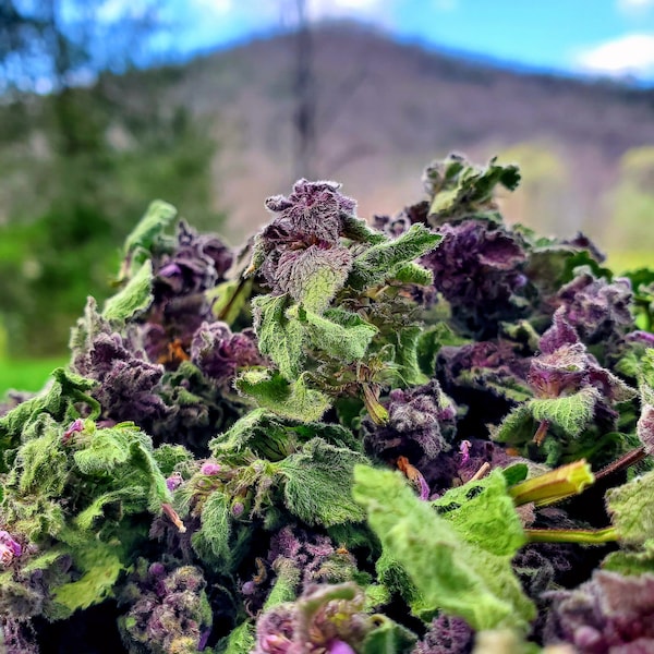 Wild-Harvested Purple Dead Nettle (Latium purpureum), dried