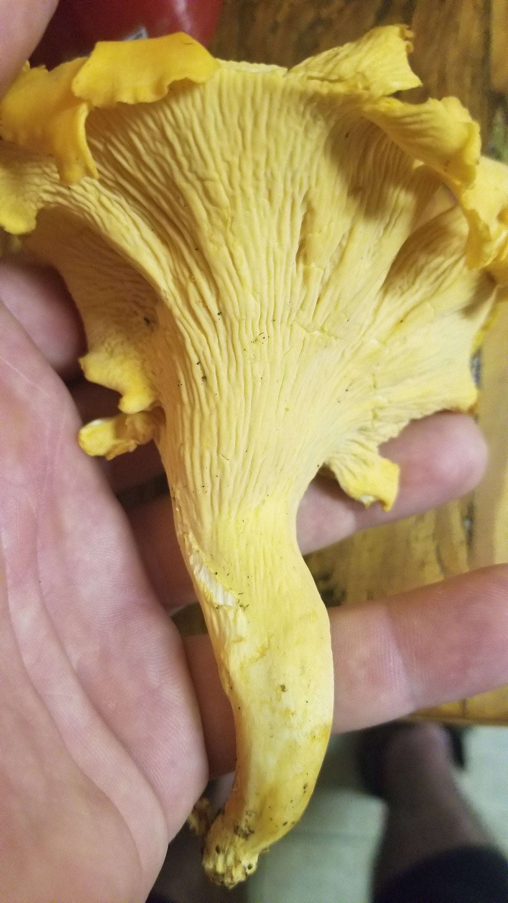 Yellow Chanterelles cantharellus Cibarius Dried 2 Oz Etsy