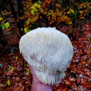 May include: A large, white, spiky mushroom with a shaggy texture, held in a person's hand. The mushroom is in focus, while the background is blurred and shows a forest floor covered in fallen leaves.