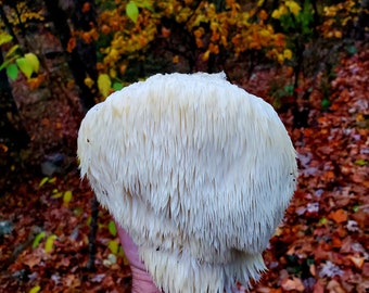 Wild Lion’s Mane Mushroom (Hericium erinaceus), dried and powdered, 1 oz
