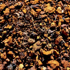 Chaga Small Pieces (Inonotus obliquus), 8 oz dried,, Sustainably Wild-Foraged, Highland