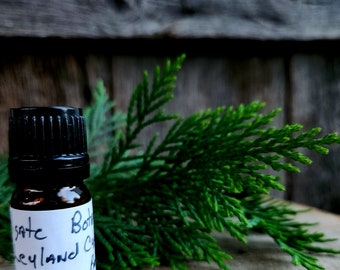 Leyland Cypress (cupressocyparis leylandii) Essential Oil, 5 ml, Small-batch, Artisan-distilled