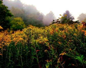 Goldenrod Leaf & Stem and Flower (solidago canadensis), Wild-Harvested, dried 1 oz