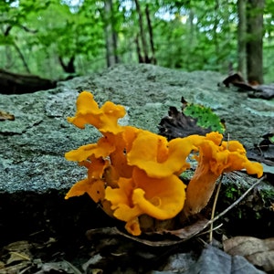 May include: A cluster of bright yellow chanterelle mushrooms growing on a mossy rock in a forest setting.