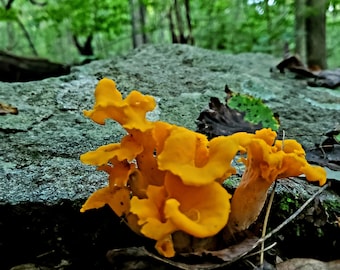 Yellow Chanterelles (Cantharellus cibarius), dried 2 oz Sustainably Wild-Foraged