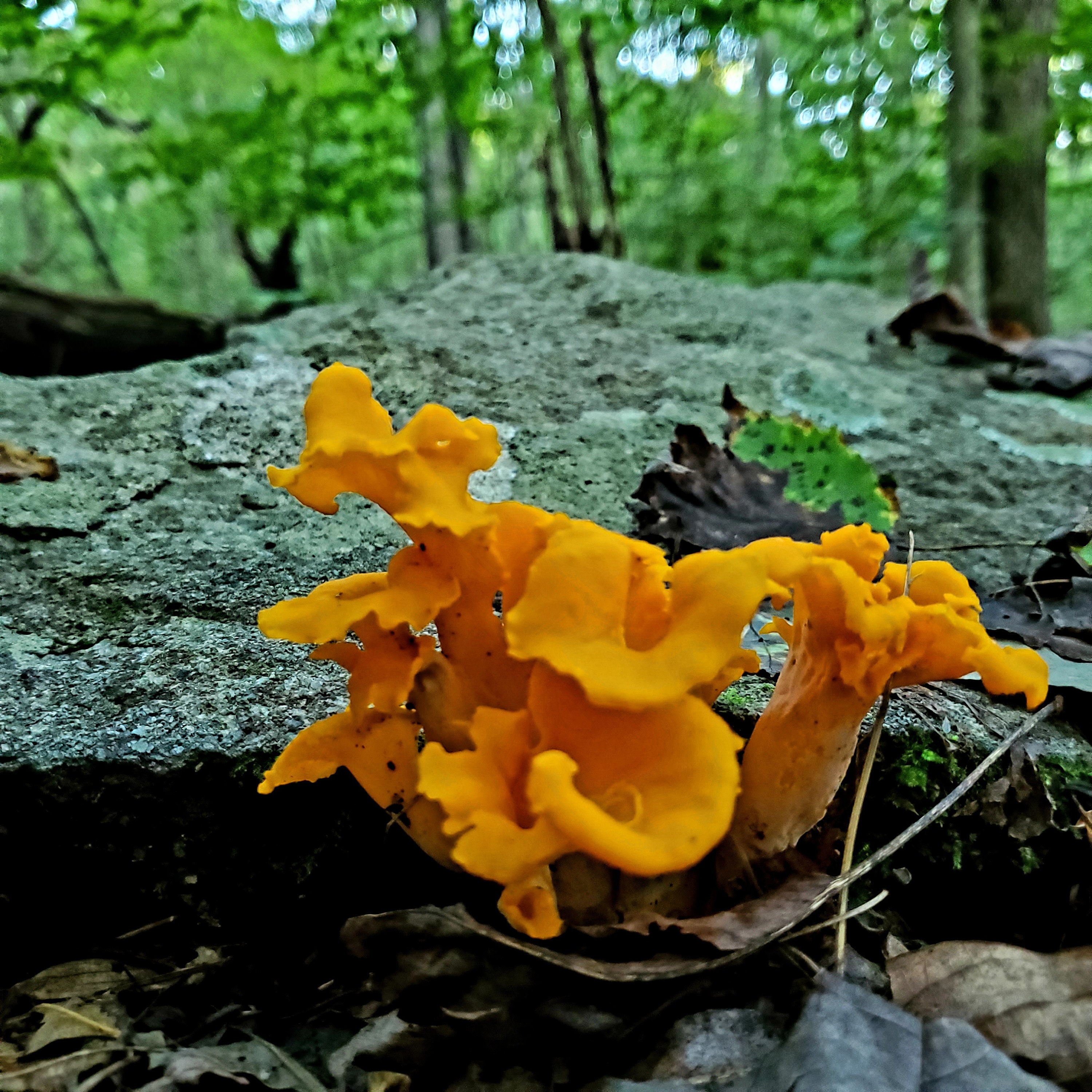Yellow Chanterelles cantharellus Cibarius, Dried 2 Oz Sustainably Wild