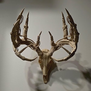 May include: A cream-colored wall-mounted deer skull sculpture featuring mechanical, robotic-style antlers. The antlers are constructed with segmented, jointed components that mimic the branching structure of natural antlers in a technical design.