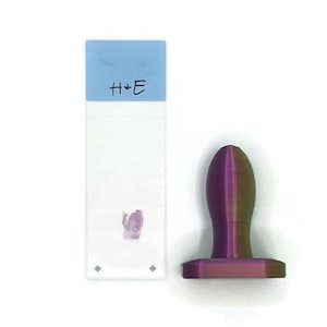 Può includere: Un modello anatomico 3D stampato in viola e verde di un retto umano. Il modello è su una superficie bianca accanto a un vetrino da microscopio etichettato "H+E".
