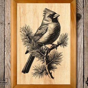 May include: A black and white illustration of a cardinal perched on a pine branch. The bird is facing right and has a red crest. The background is a light wood grain.