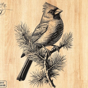 May include: A black and white illustration of a cardinal perched on a pine branch. The bird is facing right and has a detailed, realistic design.