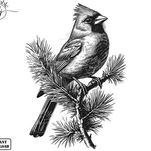 May include: Black and white illustration of a cardinal perched on a pine branch. The bird is facing right and has a red crest. The pine branch has needles and a few small cones.