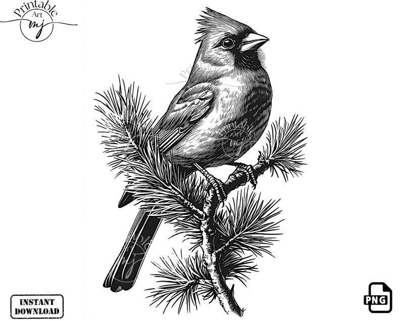 May include: Black and white illustration of a cardinal perched on a pine branch. The bird is facing right and has a red crest. The pine branch has needles and a few small cones.