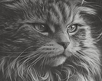 Puede incluir: Un dibujo a lápiz en blanco y negro de la cara de un gato. El gato tiene pelo largo y ojos penetrantes. El dibujo es detallado y realista.