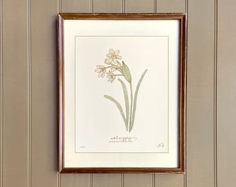 DECEMBER birth flower art print | heirloom botanical wall art | hand drawn NARCISSUS