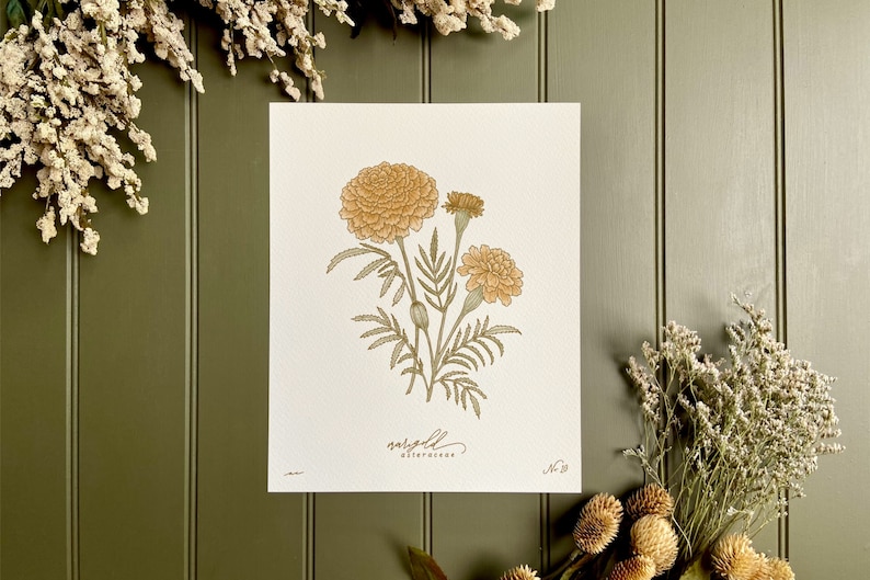 MARIGOLD, hand-drawn botanical art print, OCTOBER birth flower image 3