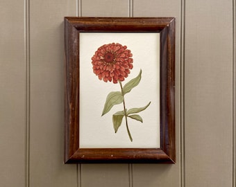 ZINNIA flower art print | vintage style botanical illustration | friendship gift