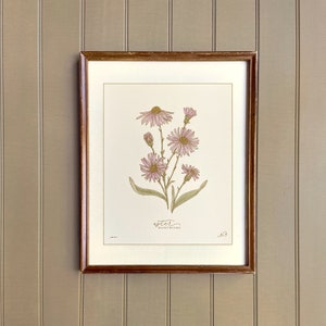 May include: A framed botanical print showing pink aster flowers with green leaves and stems. The artwork is set against a cream background, with the word "aster" and the scientific name "asteraceae" in script. The frame is a dark brown colour.