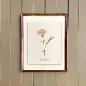 JANUARY birth flower, CARNATION, hand-drawn botanical art print
