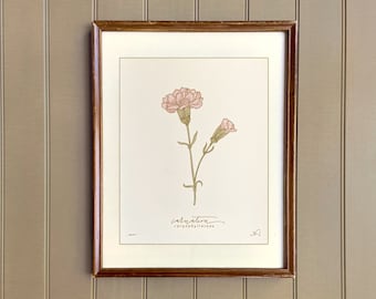 birth flower art print JANUARY | heirloom botanical wall art | hand drawn CARNATION
