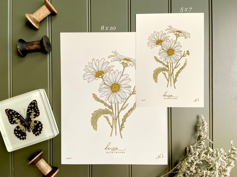 May include: Two prints of a botanical illustration of daisies, one in 8x10 inches and the other in 5x7 inches. The prints are on a cream-colored paper with a gold-colored illustration of daisies and the text "daisy asteraceae No. 7".