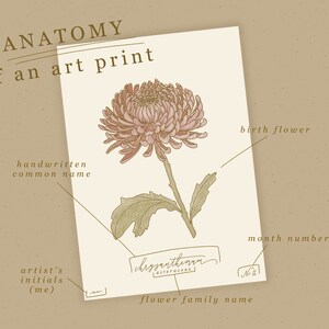 May include: An illustrated art print of a chrysanthemum flower with the handwritten common name "chrysanthemum" and the flower family name "asteraceae" below the image. The text "No. 11" is in the upper right corner of the print, indicating the month number. The text "birth flower" is written above the flower.