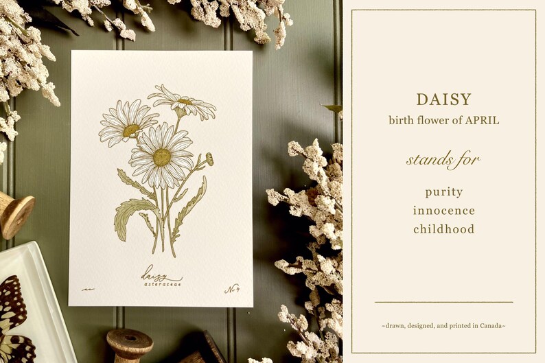 DAISY birth flower art print | APRIL birthday gift | heirloom botanical wall art image 2