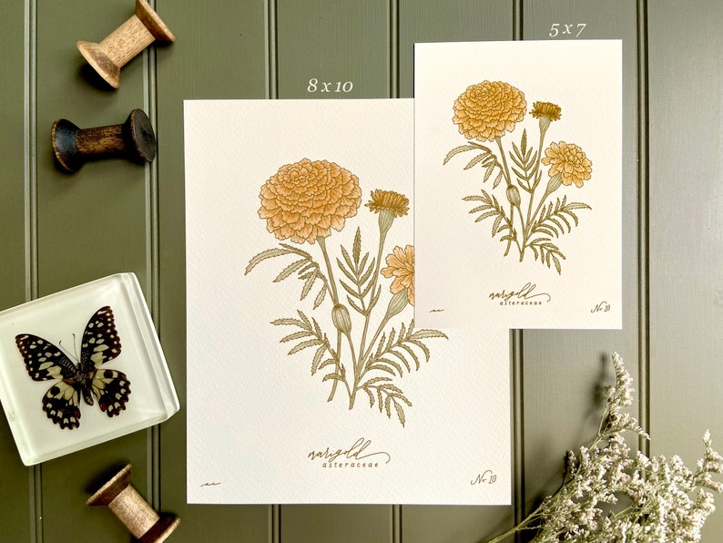 MARIGOLD, hand-drawn botanical art print, OCTOBER birth flower image 5