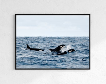 Western Australia Orca Pod Ocean Wall Art, Killer Whale Photography Print OC103a, A3, A4