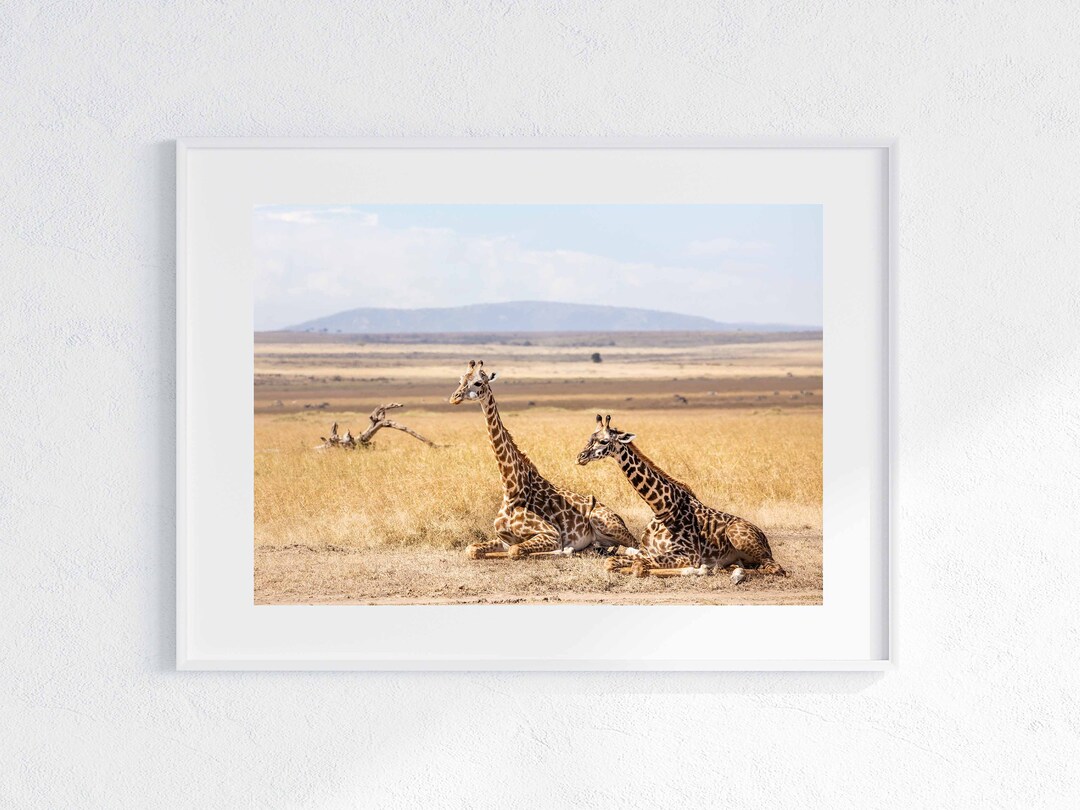 Sitting Giraffes Wall Art African Safari Wildlife Photography Etsy
