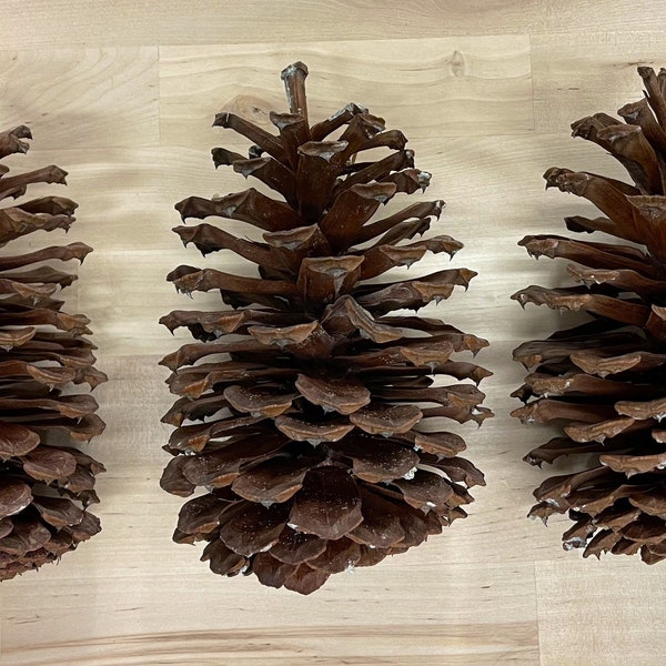 North Carolina huge pinecones from mid-North Carolina / natural handpicked from Southern Pines and Pinehurst / craft decor centerpiece 6-8”