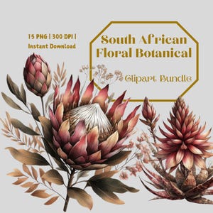 Clipart di fiori sudafricani / 15 PNG / Protea, Strelitzia, Puntaspilli, Fynbos, Arte botanica ad acquerello / Download digitale