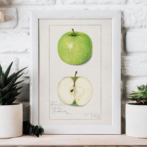 Vintage Apple Botanical Print | Antique Fruit Illustration Poster | Watercolor Kitchen Wall Decor | Farmhouse Style Art | Digital Download