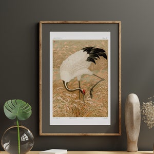 Sarus Crane in Rice Field by G. Audsley Vintage Japanese Bird Art Print Traditional Nature Illustration | Digital Exhibition Poster Download