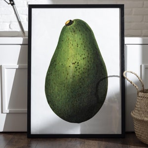 Vintage Avocado Botanical Print | Antique Fruit Illustration | Kitchen Wall Art Decor Poster | Farmhouse Style | Digital Download File