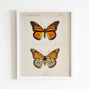 Vintage Butterfly Print | 1900s Scientific Lepidoptera Illustration | Antique Insect Wall Art Poster | Nature Decor | Digital Download File
