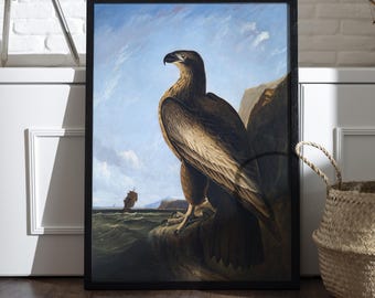 Audubon Washington Sea Eagle Print | Antique Bird Illustration | Vintage Wildlife Wall Art Poster | High-Res Nature Decor Digital Download