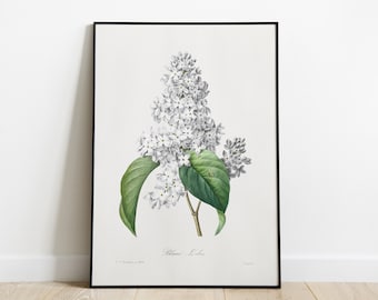White Lilac Syringa Vintage Print | 1800s Botanical Watercolor Illustration | Antique Floral Wall Art Poster | Digital Download File