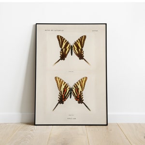 Papilio Ajax Butterfly Print | Antique Insect Illustration Poster | Vintage Nature Wall Art for Home Decor | Digital Download File