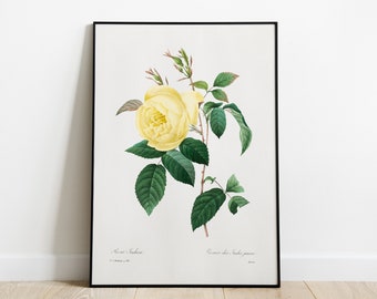 Yellow Rose Vintage Print | Antique Botanical Flower Illustration | Watercolor Floral Wall Art Poster | Minimalist Decor | Digital Download