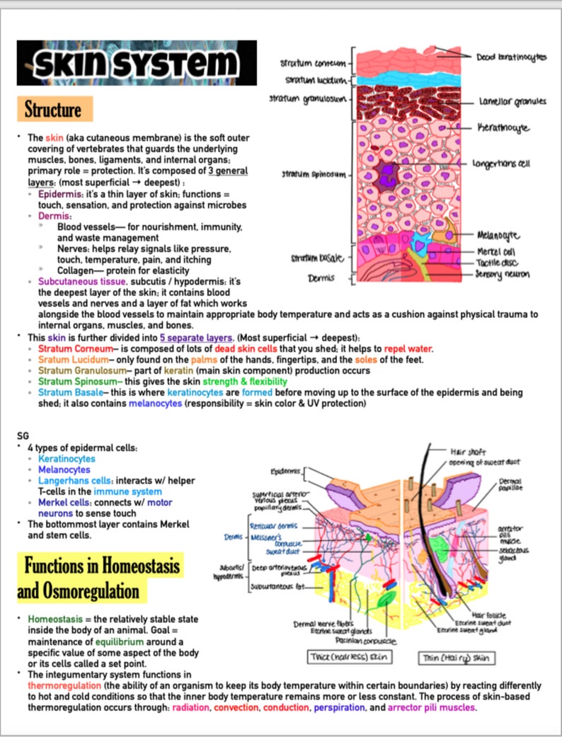 Newest MCAT Comprehensive Study Guide (digital Download) - Etsy