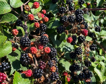 Blackberry & Apple Jam