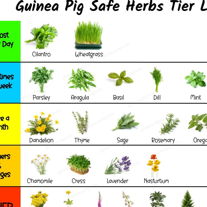 View of Guinea Pig Safe Herbs and Flowers Chart, Printable Herbs Tier List ...