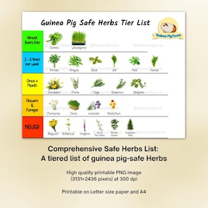 Könnte beinhalten: Ein druckbarer Leitfaden, "Meerschweinchen-sichere Kräuter-Tierliste", kategorisiert Kräuter nach Fütterungshäufigkeit. Die Tabelle zeigt Bilder von Kräutern wie Koriander und Thymian, mit einem "Niemals"-Abschnitt für unsichere Optionen.