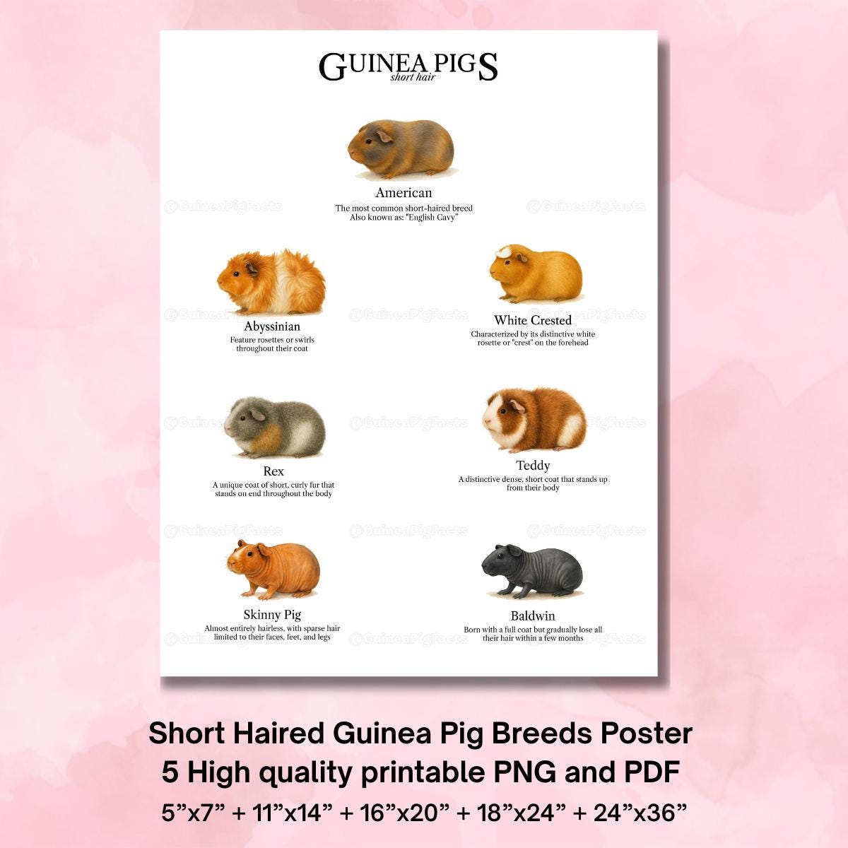 Short Haired Types Of Guinea Pigs Breeds With Pictures 1+ Hundred