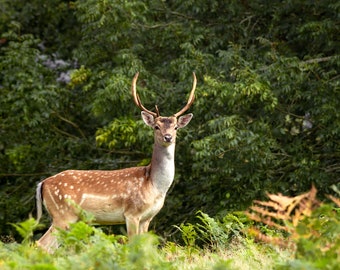 May include: A fallow deer with antlers stands in a grassy field with green foliage in the background.