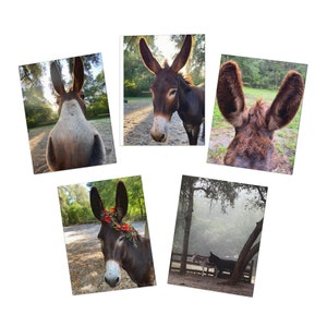 Tarjetas de felicitación con varios diseños de burros (paquete de 5)