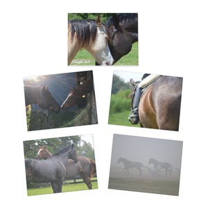 Cartes de voeux chevaux, papeterie équine, cadeaux équestres, cartes de correspondance vierges, lot de cartes pour amoureux des animaux