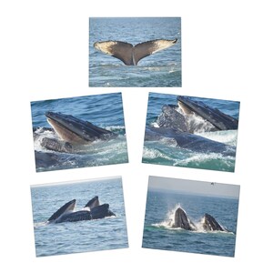 Buckelwale Multi-Design Grußkarten (5er-Pack)